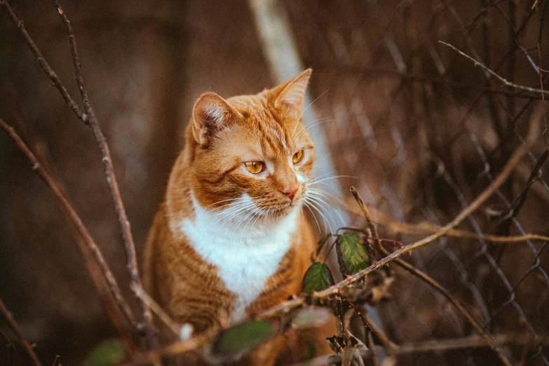 a cat standing in the tree nches looking into the distance