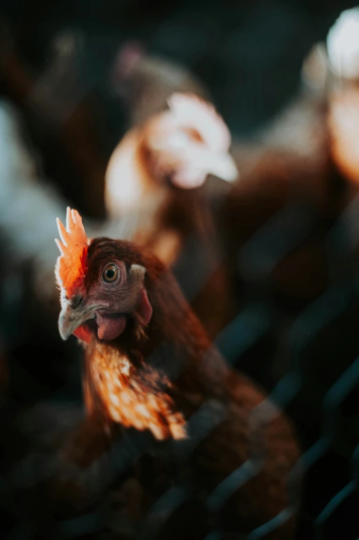 some orange and brown roosters in a group