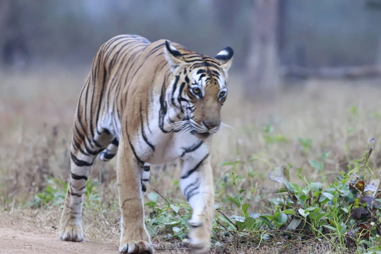 an adult tiger walking across a grassy area