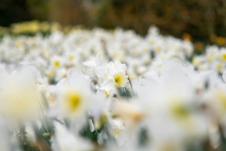 some white and yellow flowers are in the field