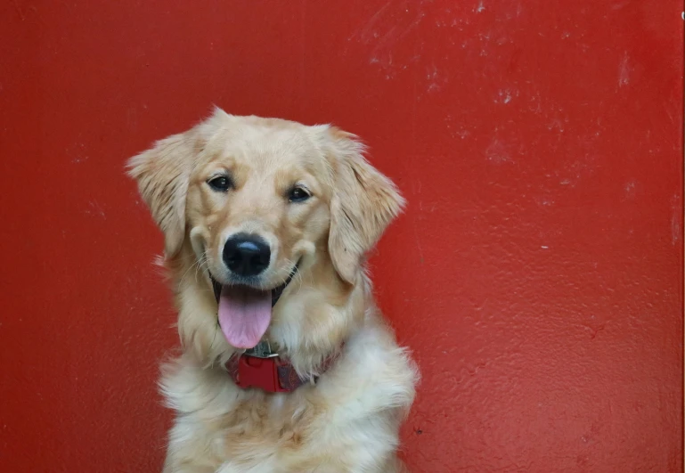 a dog sitting against a red wall with its tongue out