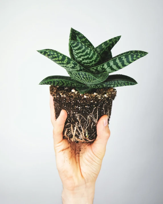 a person holds up a small plant with dirt