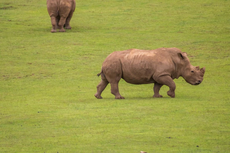 two rhinos walk in the grassy field