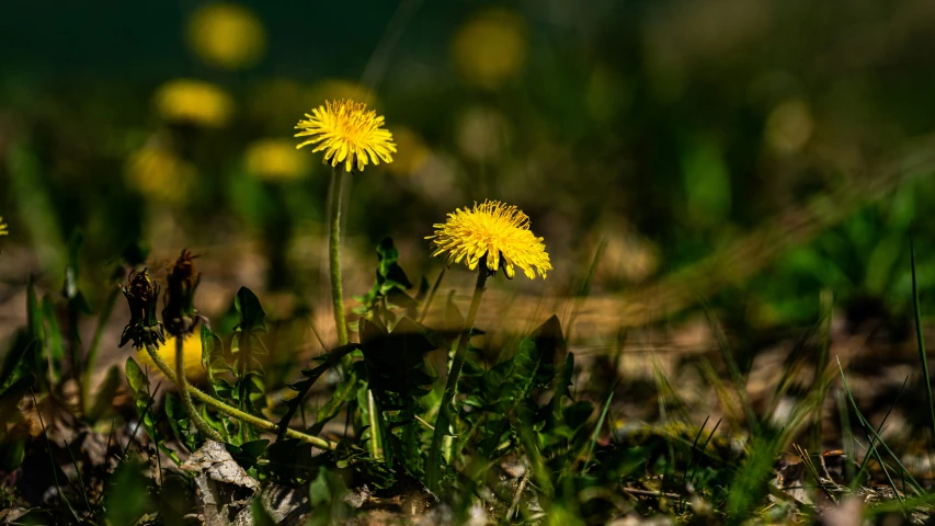 dandelion with bright yellow seeds is growing in the grass