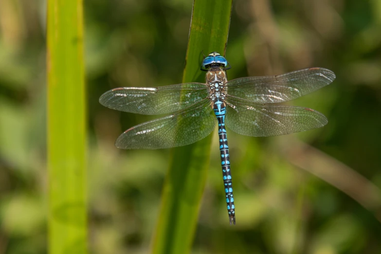 the dragonfly is perched on the blade of a plant