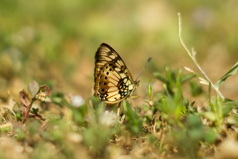 there is a erfly sitting in the grass