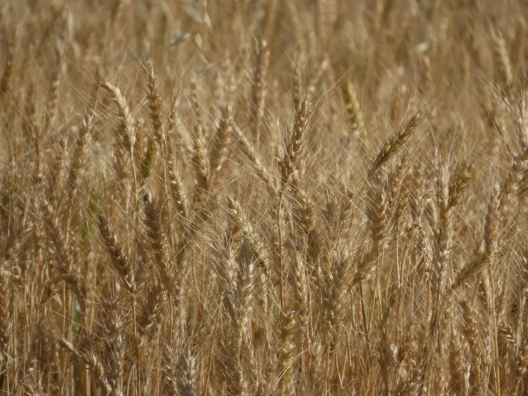 a large field of wheat that is not ready to be harvested