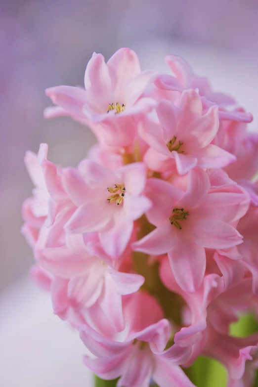 a cluster of pink flowers in a green vase