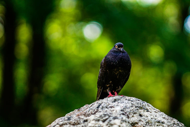 a bird sitting on the top of a stone