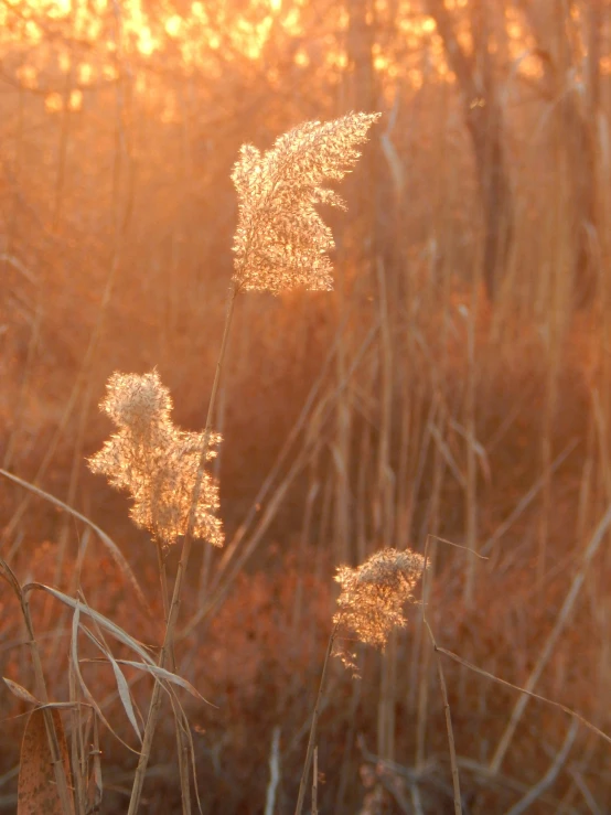 the sun is setting in a large field