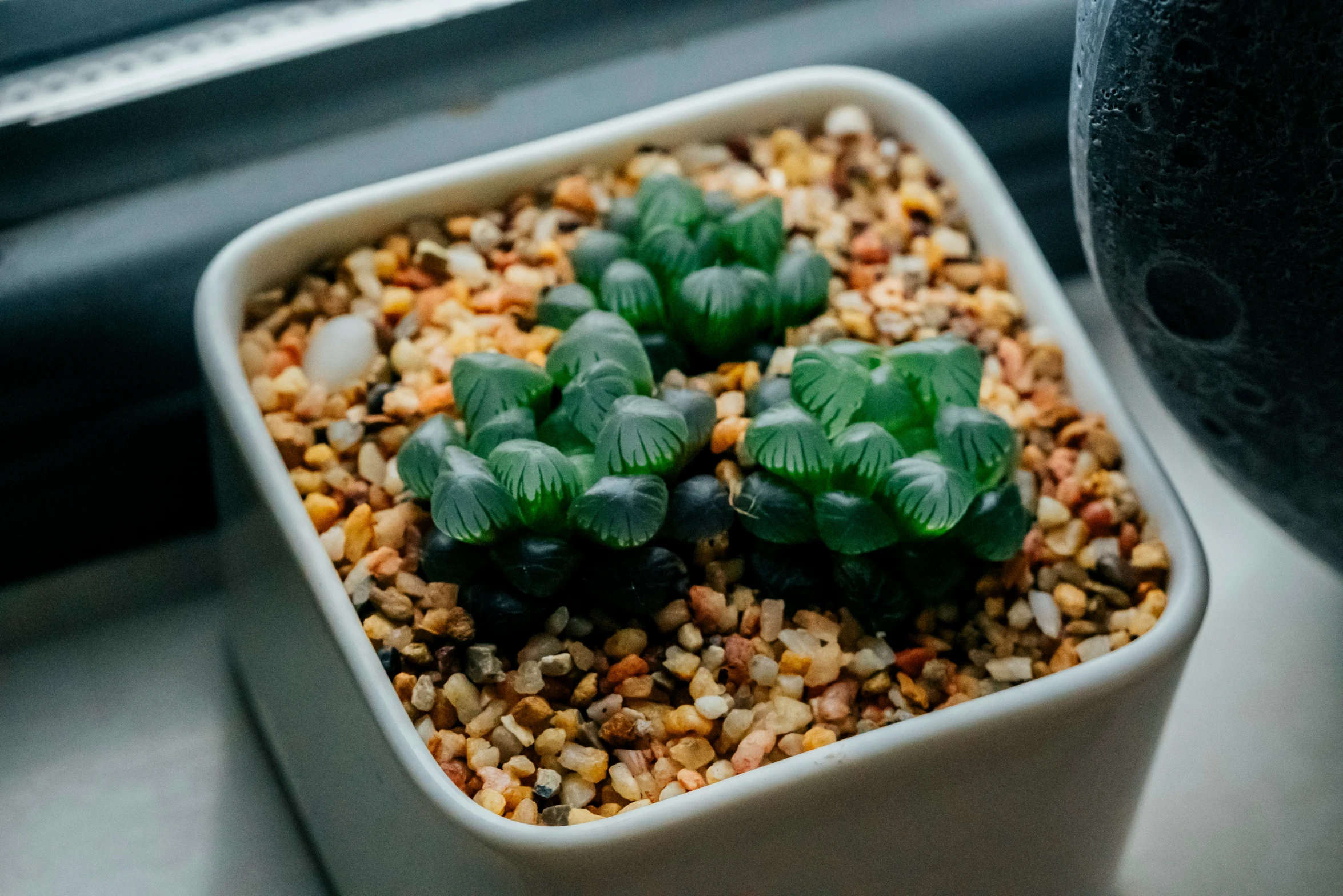 there is a plant sitting in the dish that is placed next to the window