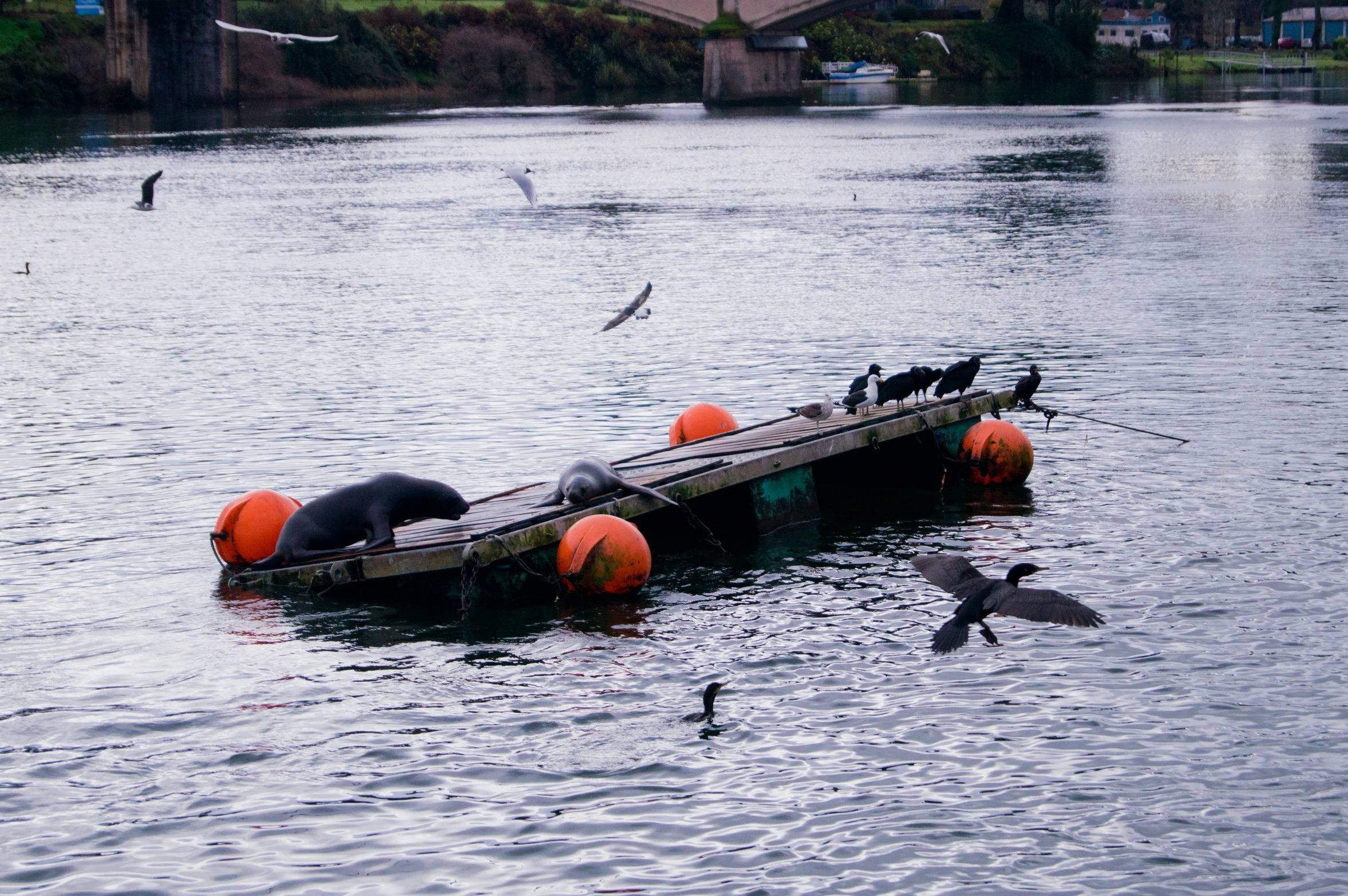 there is a boat in the water with birds around it