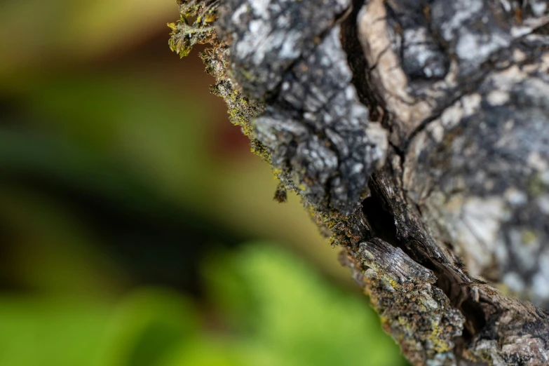 a tiny bird sitting on the bark of an old tree