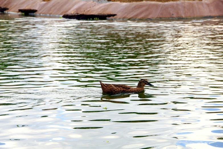 a small duck swimming on the water with it's head above the surface