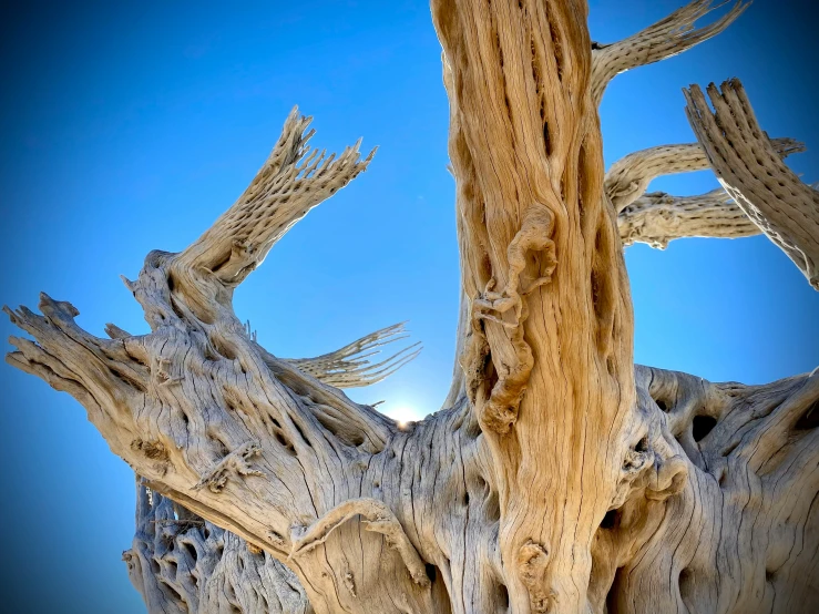 the top of an old tree is completely barren and twisted