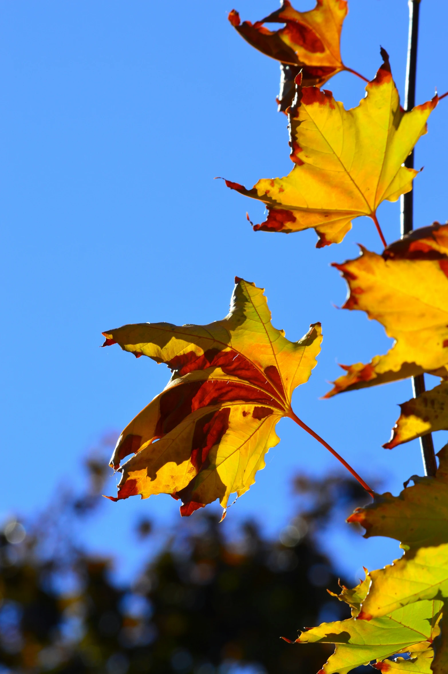 a group of autumn leaves hanging on the nch