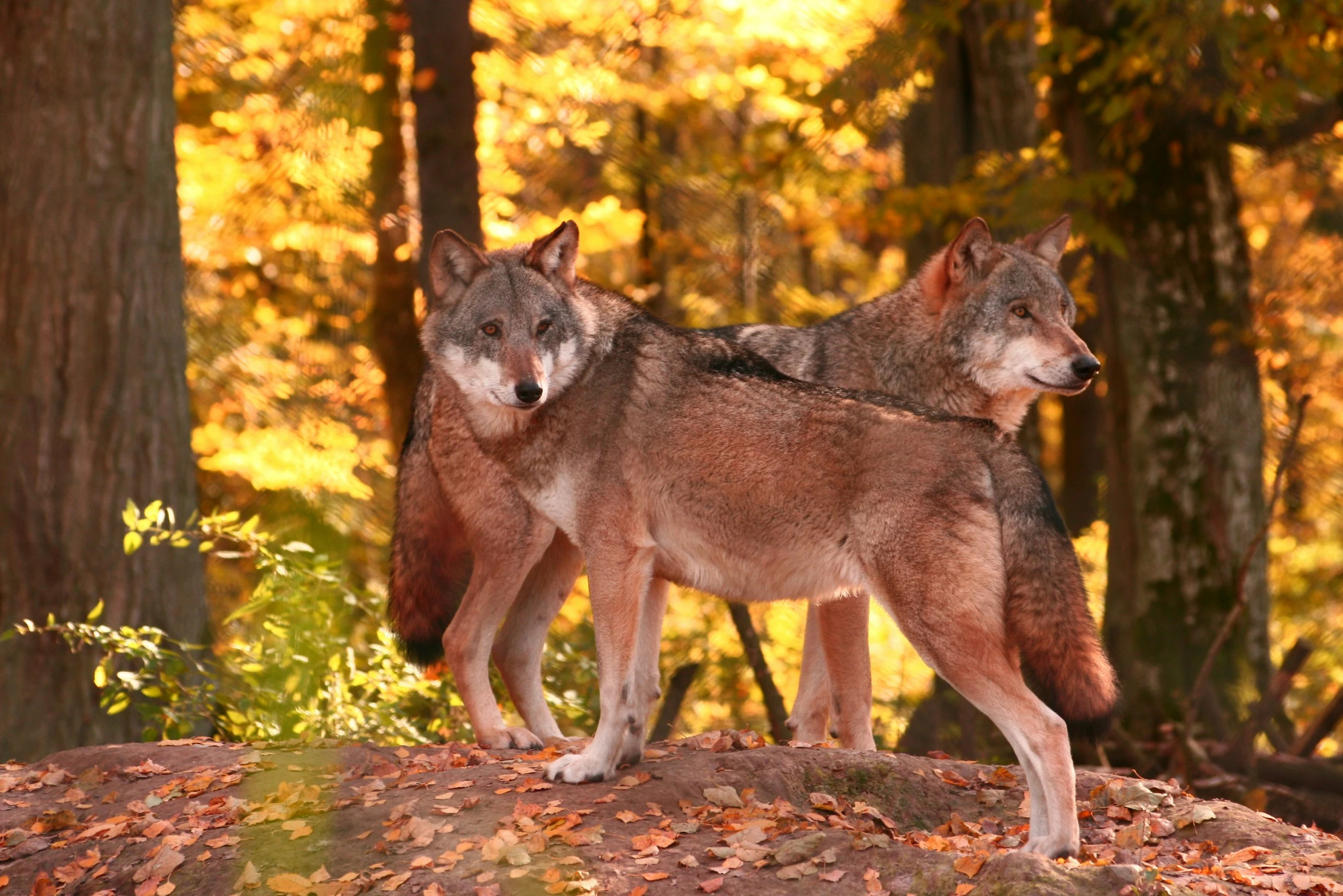 two grey wolfs are standing near each other in the forest