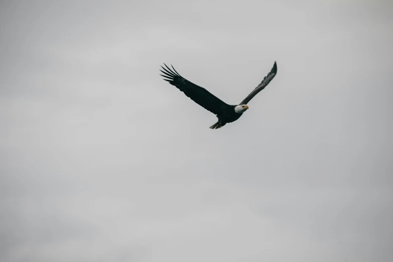 an eagle flying through the air with it's wings spread
