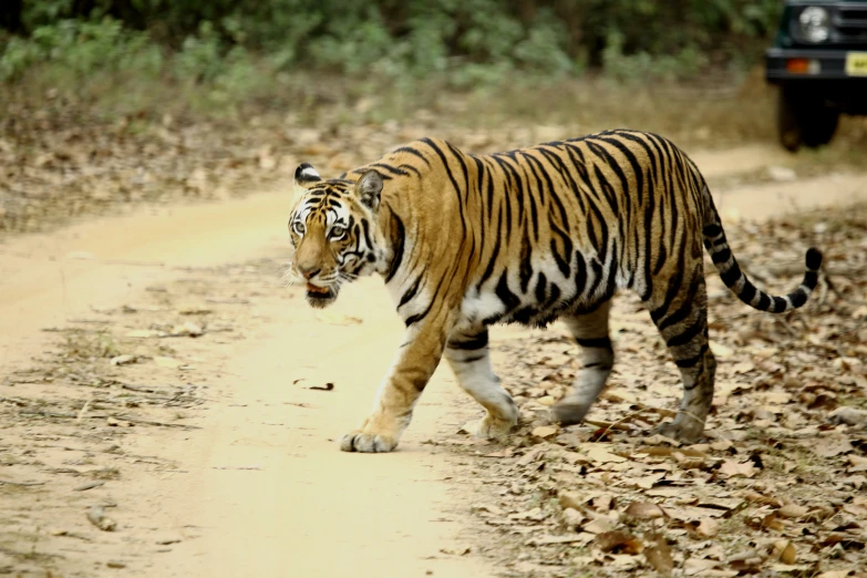 a tiger walking across a dirt road in the woods