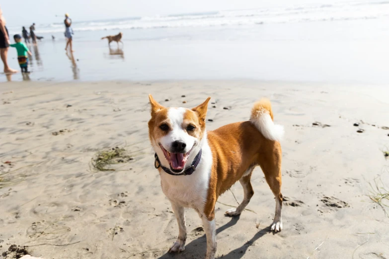 a dog with it's tongue hanging out is standing on a sandy beach