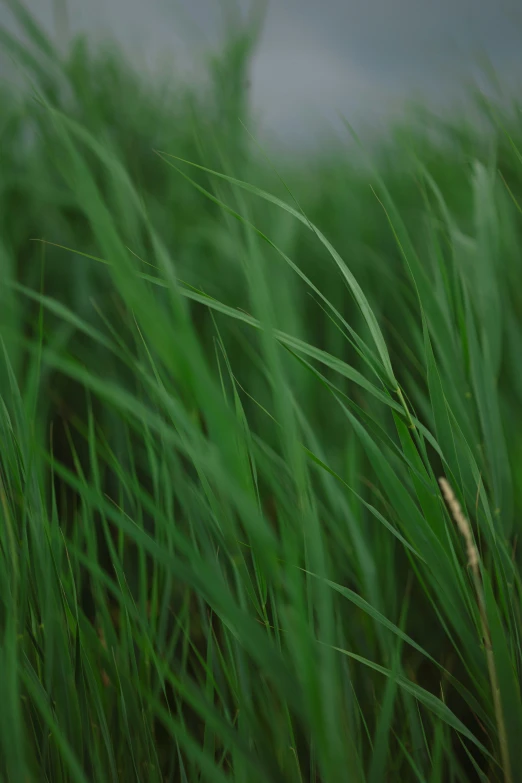 a field with a bunch of very long green grass