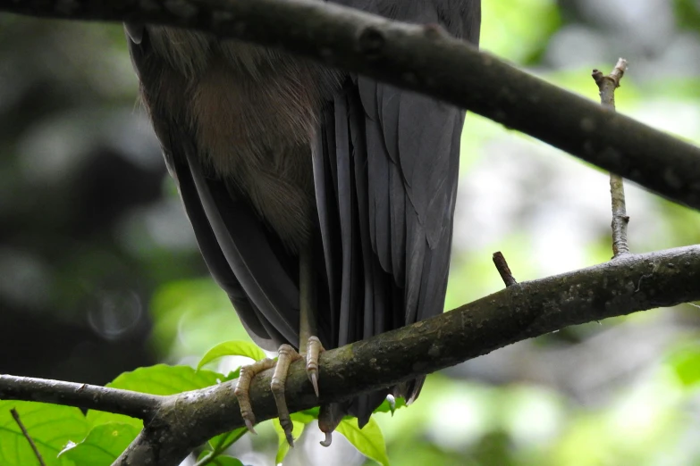 a bird is standing on a tree nch