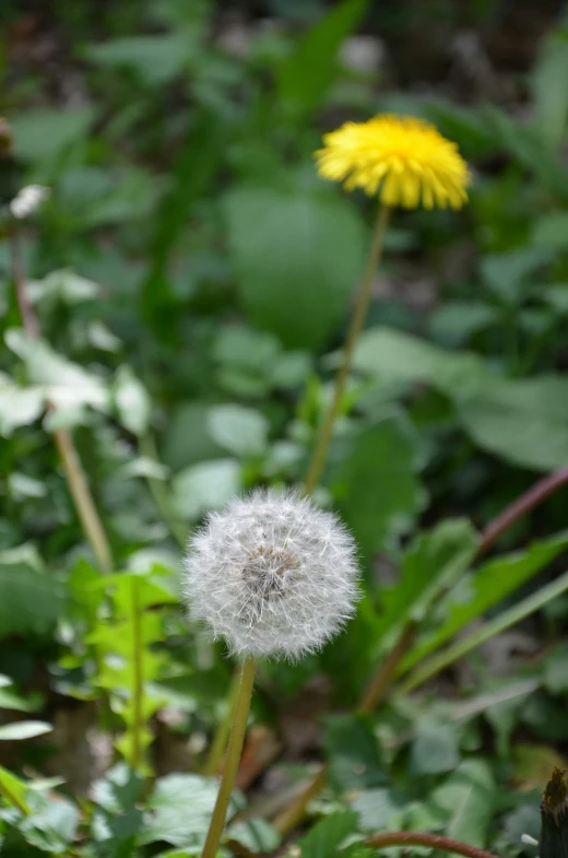 there is a dandelion that has been blooming