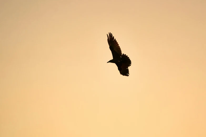 silhouette of a large bird flying high in the sky