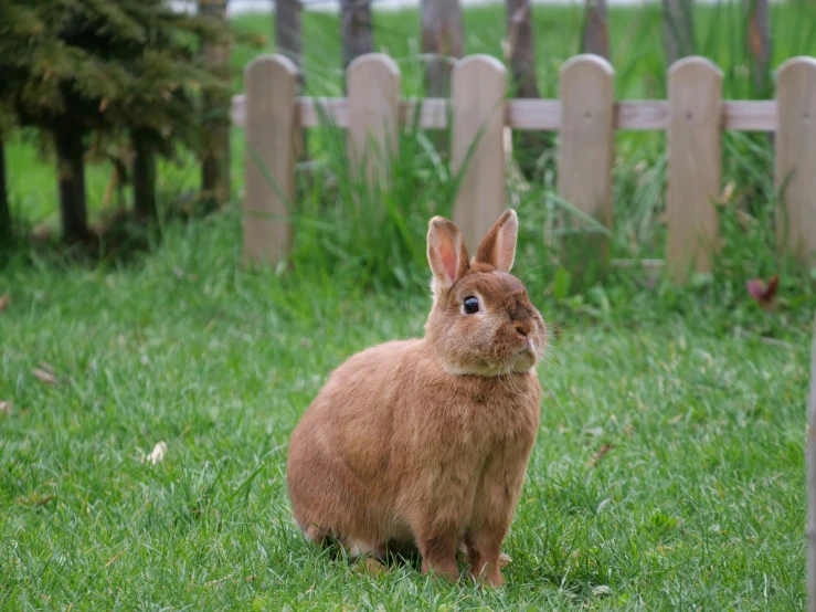 a brown rabbit sits on some grass by a fence
