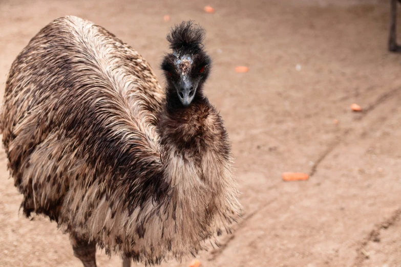 an emu walking through the desert and looking straight ahead