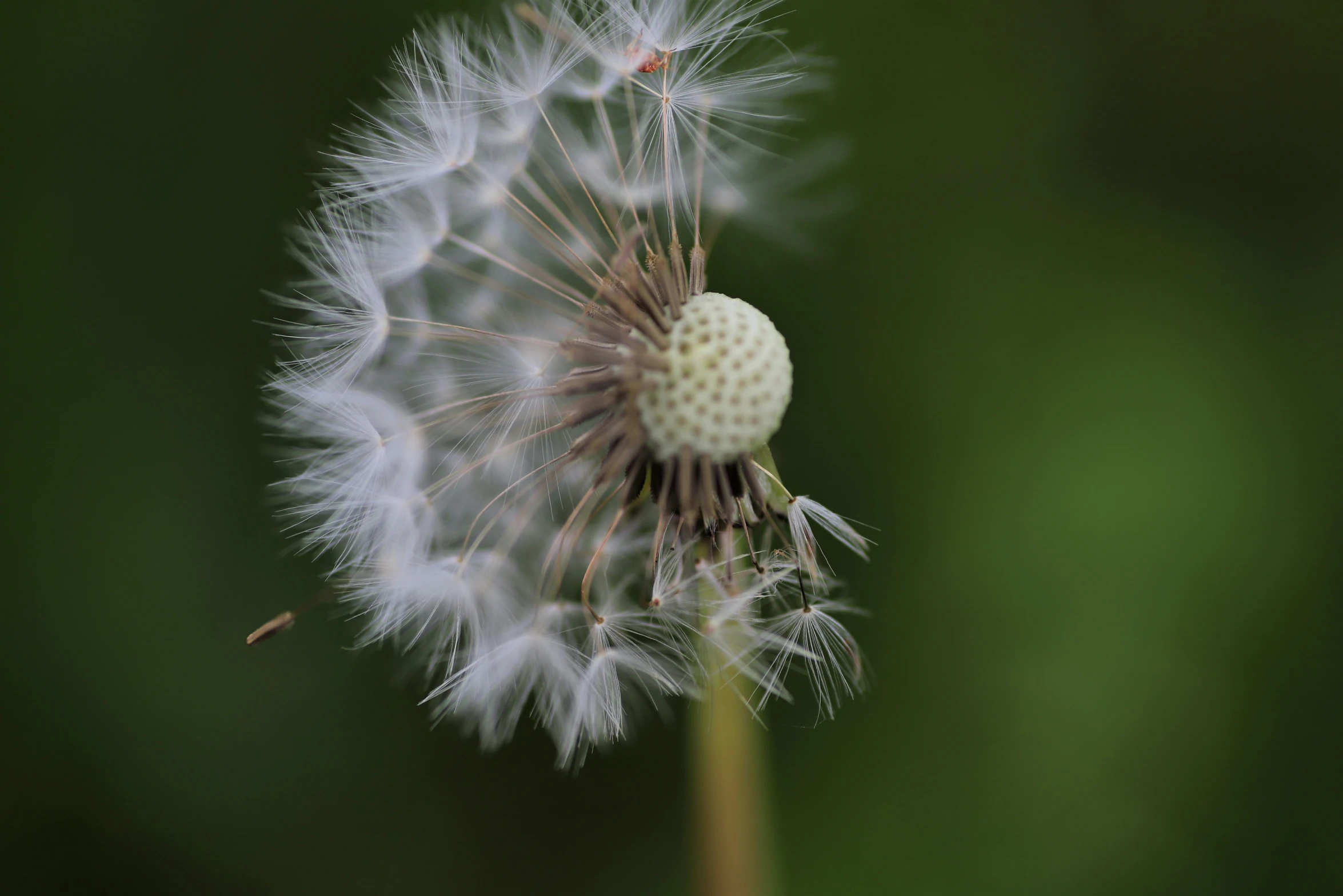 a dandelion in the foreground on a green background