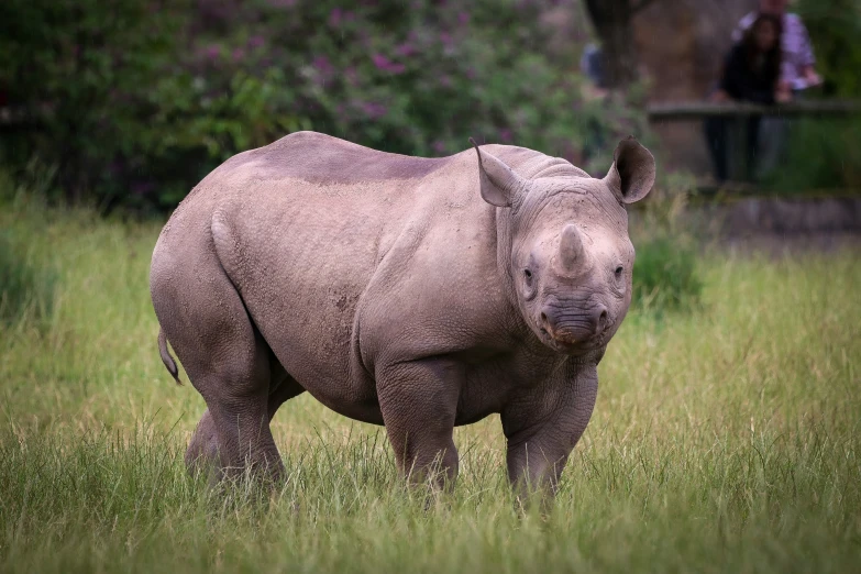 a white rhino in tall grass near a forest