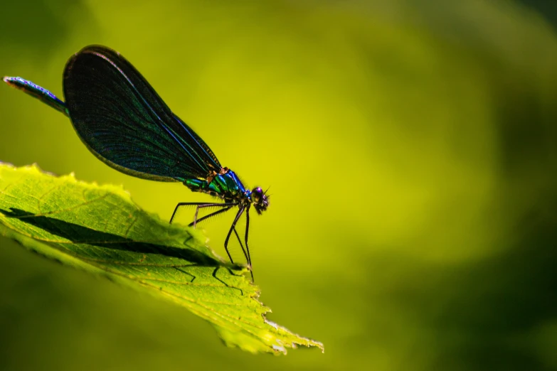 a dragonfly is sitting on top of a green leaf