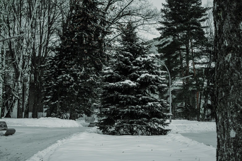 a path covered in snow leads to a tree lined park