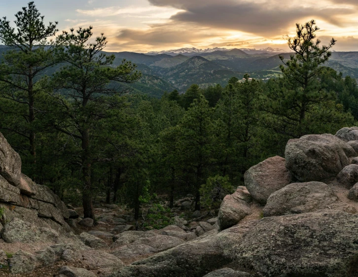 a couple of trees standing on top of rocks