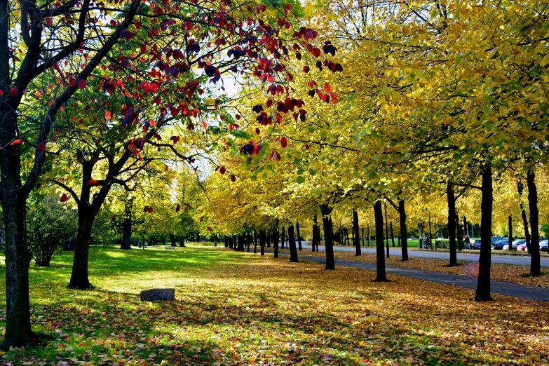 a tree lined road with red and yellow leaves on it