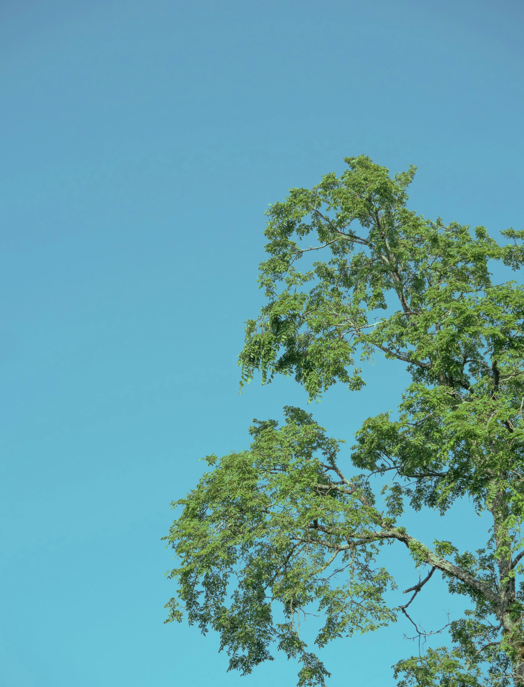 a tall tree is shown with the sky in the background