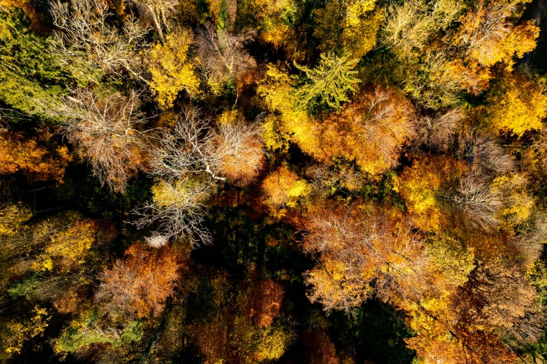 overhead view of many different trees and their autumn colors