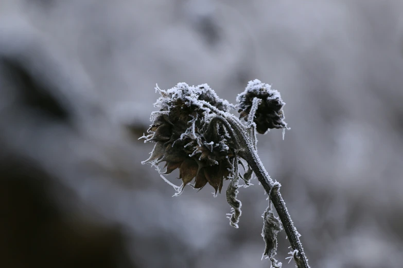 a frosted, frozen flower on a twig