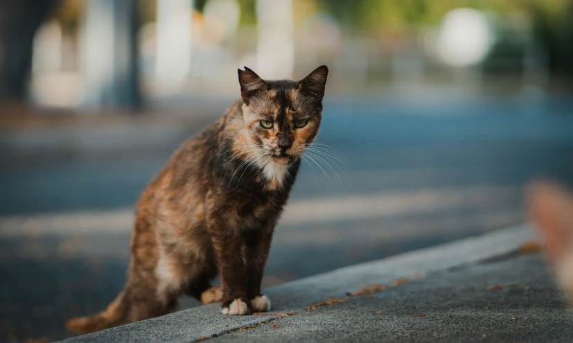 a cat on the curb looks straight ahead