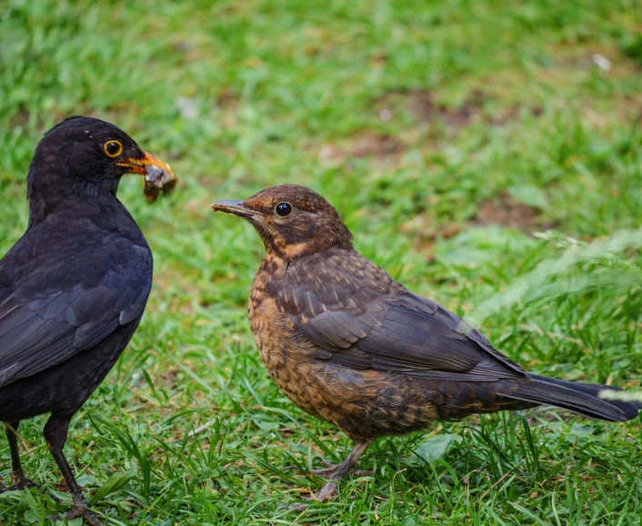 two birds in the grass and one has a peck in it's mouth