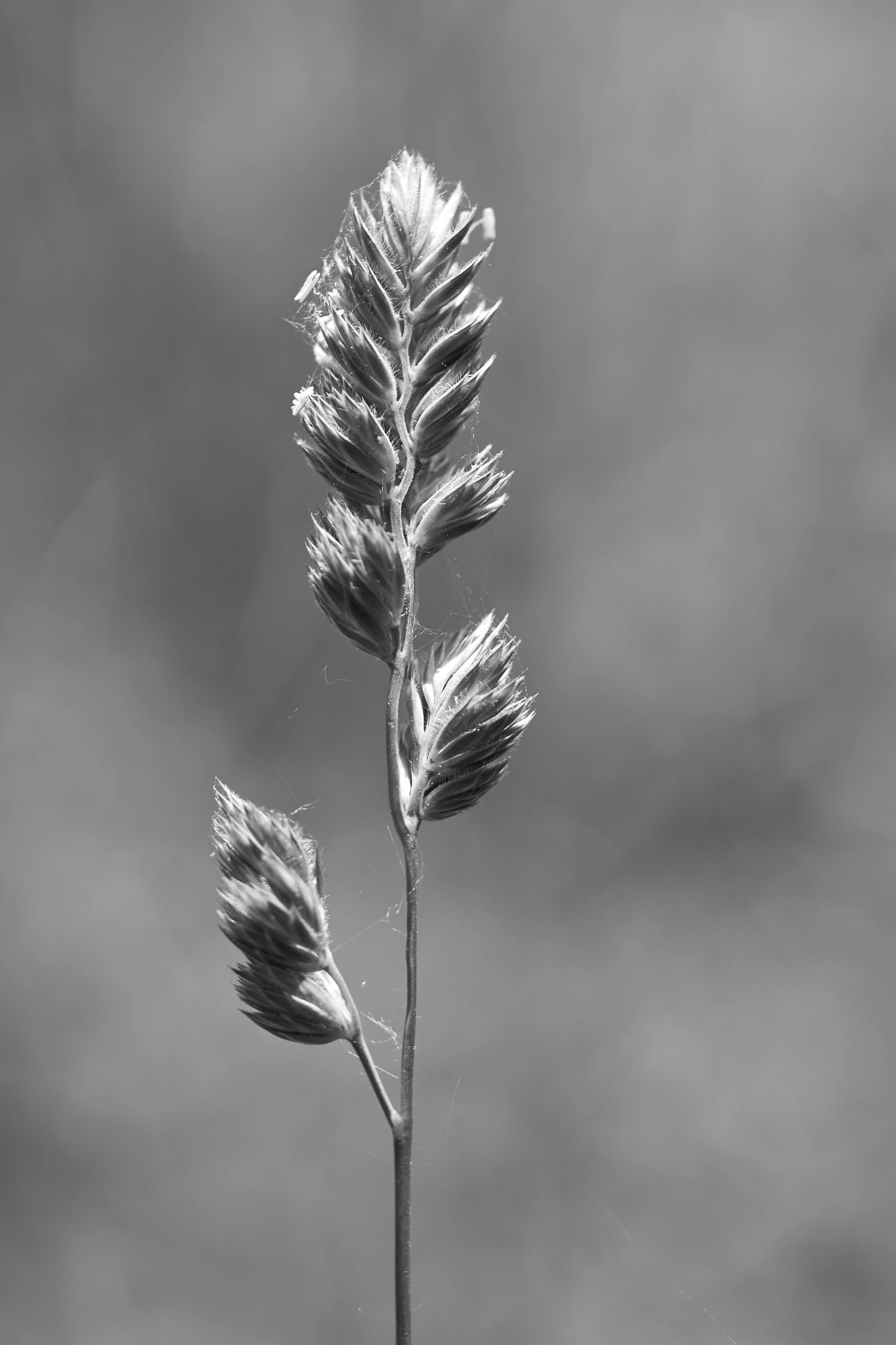 an odd looking flower bud in a bare ground