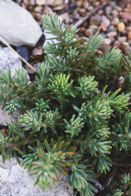 some small trees with green needles on it's leaves