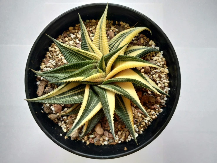 a plant with green leaves sitting on a pot of gravel