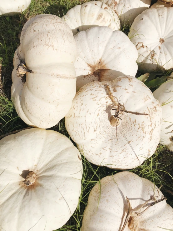 white pumpkins scattered around in the grass