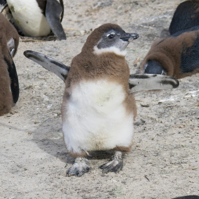 two penguins sitting down with other penguins standing around