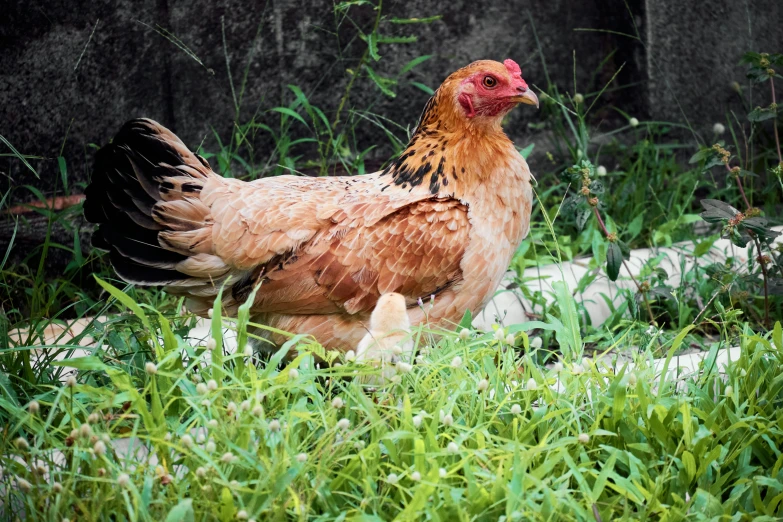 a large rooster standing in tall grass with an animal behind it