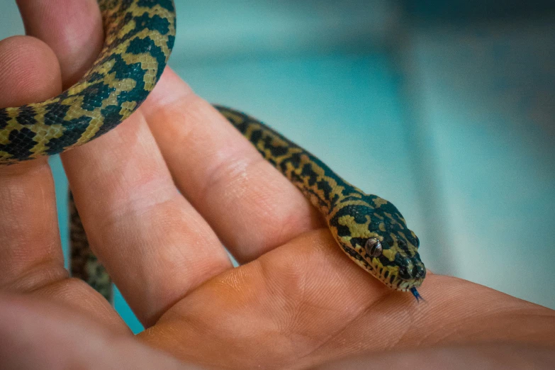 a person holding a snake in the palm