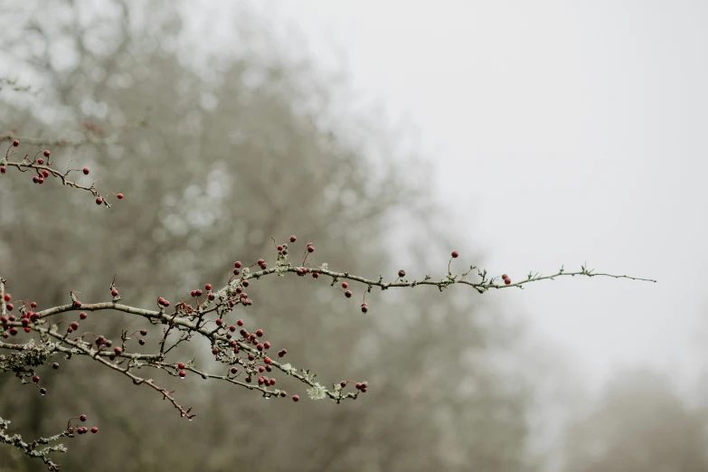 an image of a small tree that is out in the forest