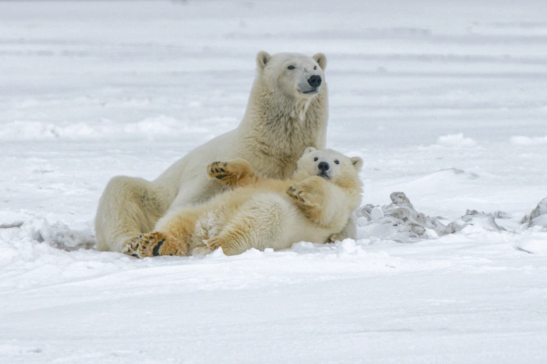 two adult polar bears sitting in the snow